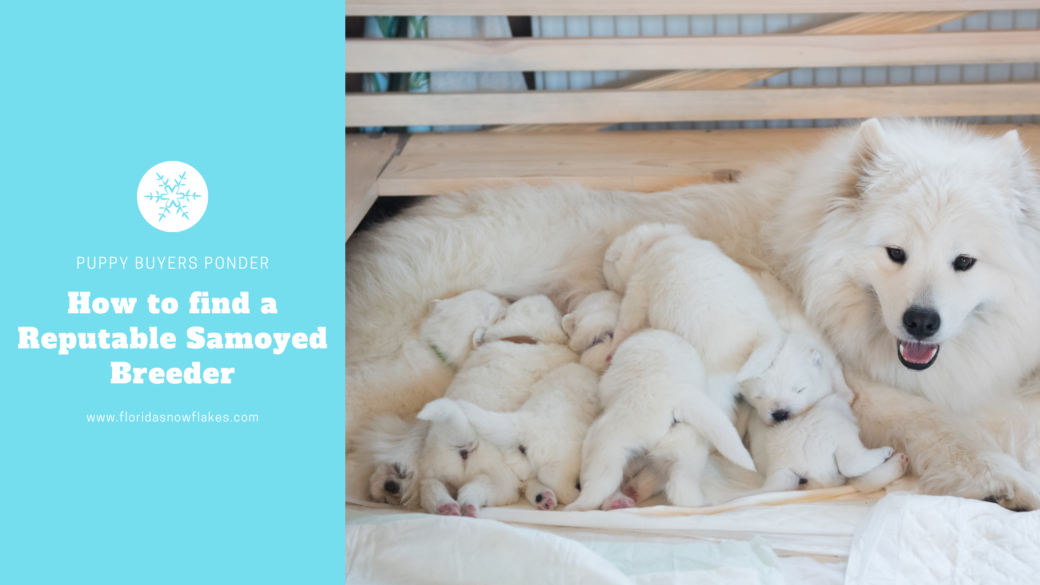 Puppy Buyers Ponder- How to find a Reputable Samoyed Breeder. w w w dot florida snowflakes dot com
